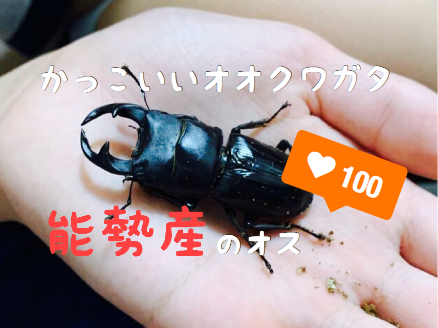 かっこいい オオクワガタ 能勢産 のオス カブクワ時々オオクワ Jp