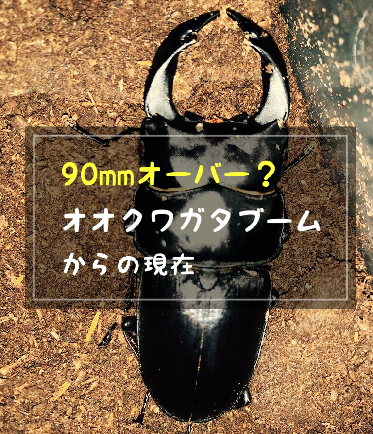90mmオーバー？オオクワガタブームからの現在
