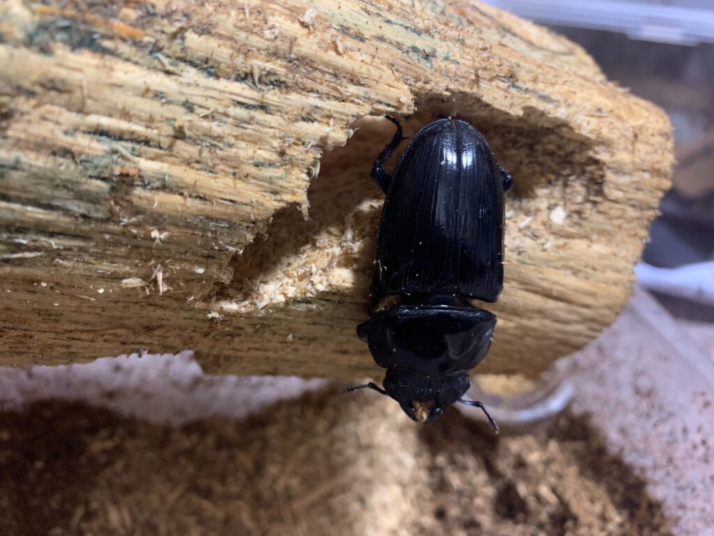 久留米産オオクワガタ産卵中の様子 カブクワ時々オオクワ Jp