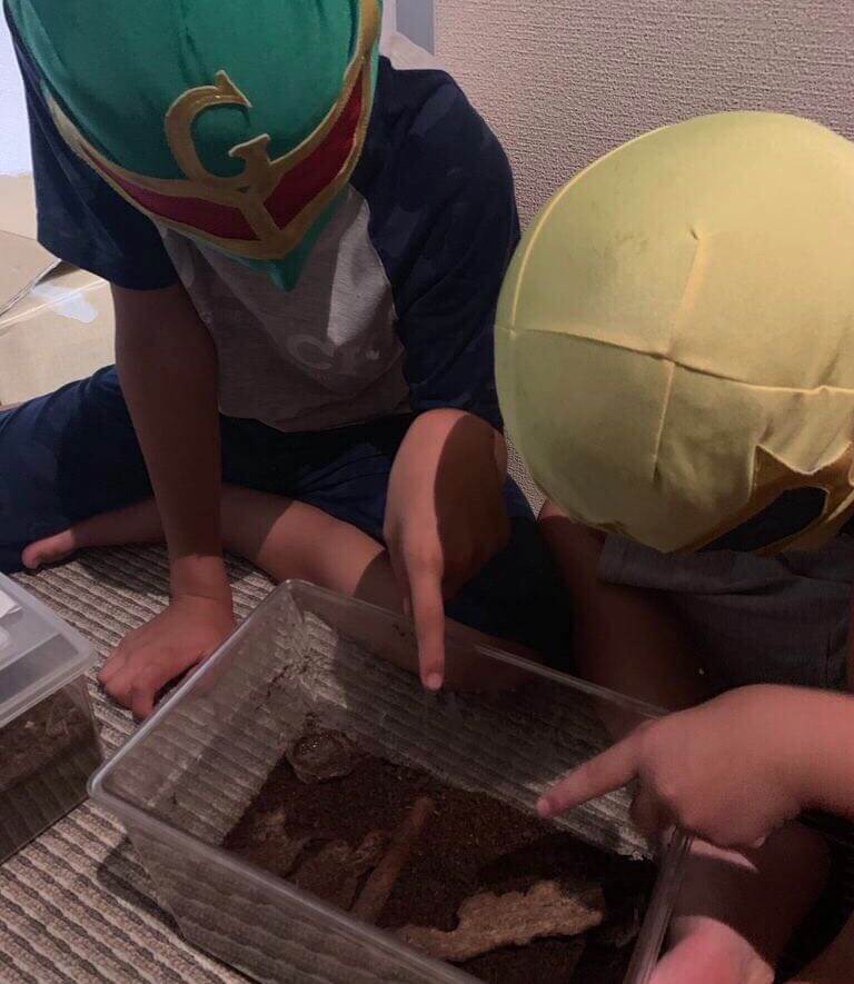 オオクワガタ冬眠4
