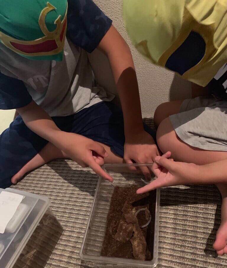 オオクワガタ冬眠３