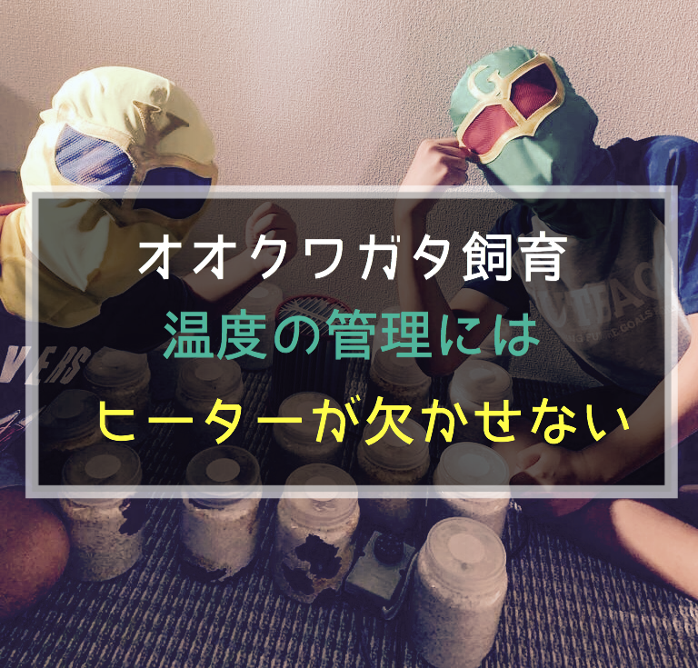 オオクワガタ飼育温度の管理にはヒーターが欠かせない