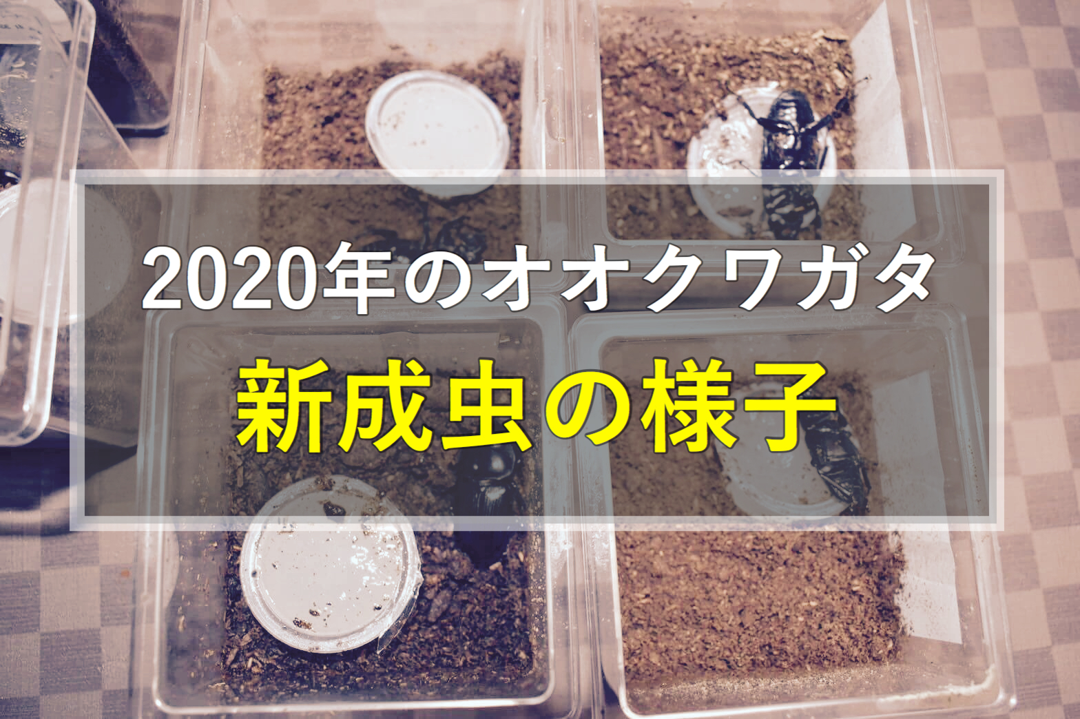 オオクワガタ新成虫3